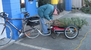 Man attaching baled Christmas tree to bike cart