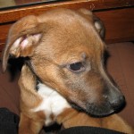Scooter the foster pup