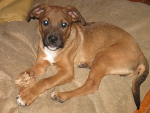 mixed breed puppy