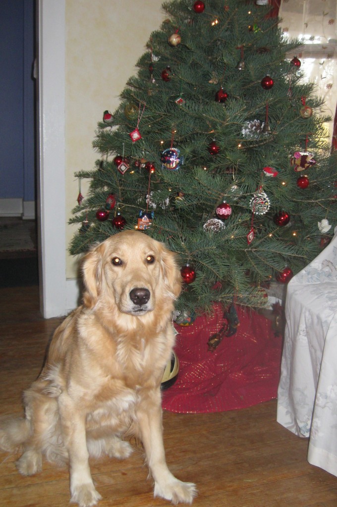 Golden Retriever and Christmas Tree