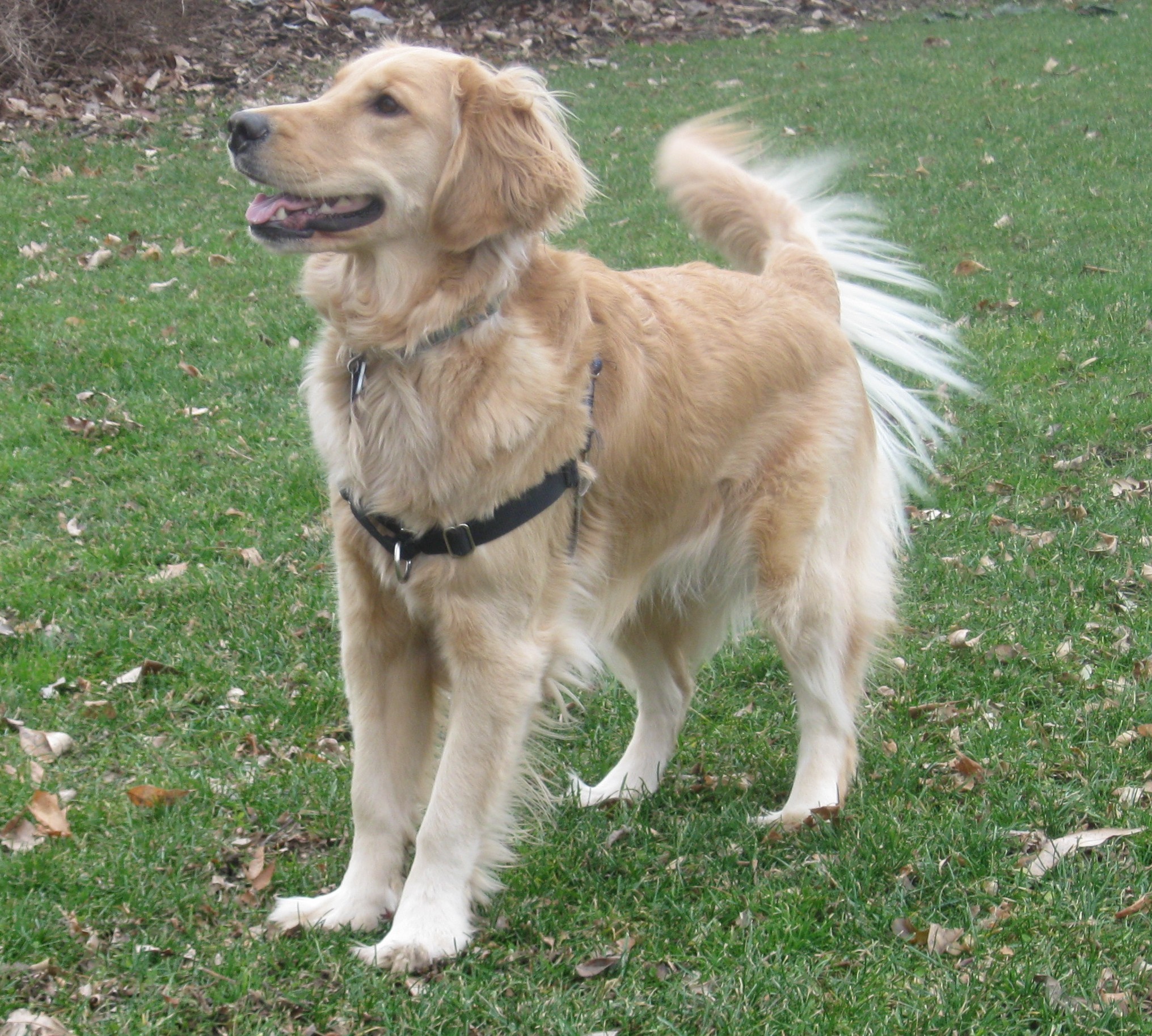 Golden Retriever smiling.