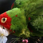 Wild Parrot - Cherry Headed Conure by Gwen Harlow on Flickr
