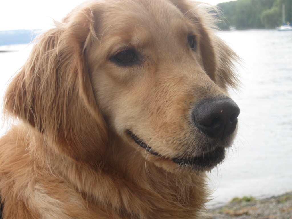 Golden Retriever at the Lake