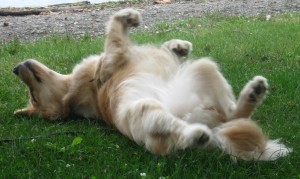 Golden Retriever rolling in the grass