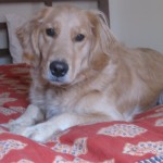 Golden Retriever on bed