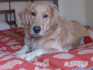 Golden Retriever on bed