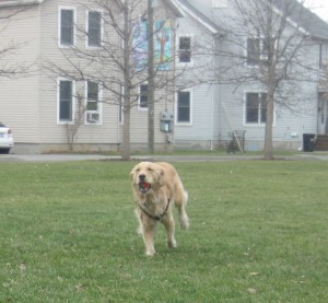 Golden Retriever with ball in her mouth
