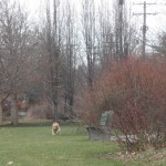 Golden Retriever running with ball i her mouth