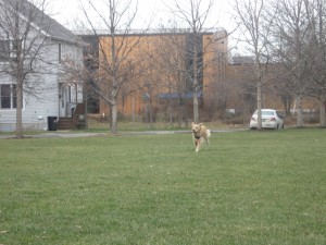 Golden Retriever with a ball in her mouth