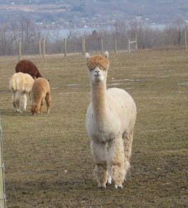 alpaca