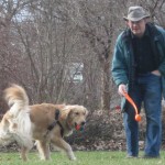 Golden Retriever plays fetch