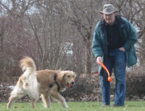 Golden Retriever plays fetch