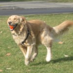Golden Retriever fetching a ball