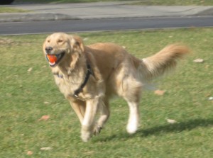 Golden Retriever fetching a ball