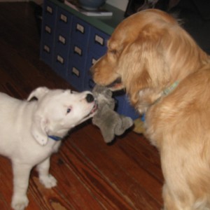 Golden Retriever and white puppy