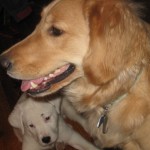 Golden Retriever and mixed breed puppy