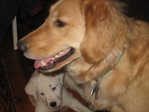 Golden Retriever and mixed breed puppy