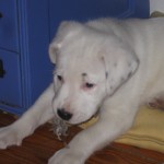 Cute puppy Buster eats everything he sees.