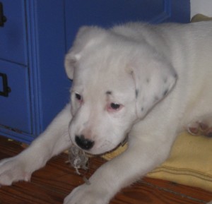 white mixed breed cute puppy