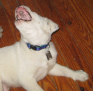 White puppy showing his teeth