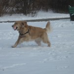 Honey the Golden Retriever fetching in the snow