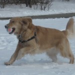 Honey the Golden Retriever Fetching in the Snow