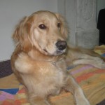 Honey the Golden Retriever at work