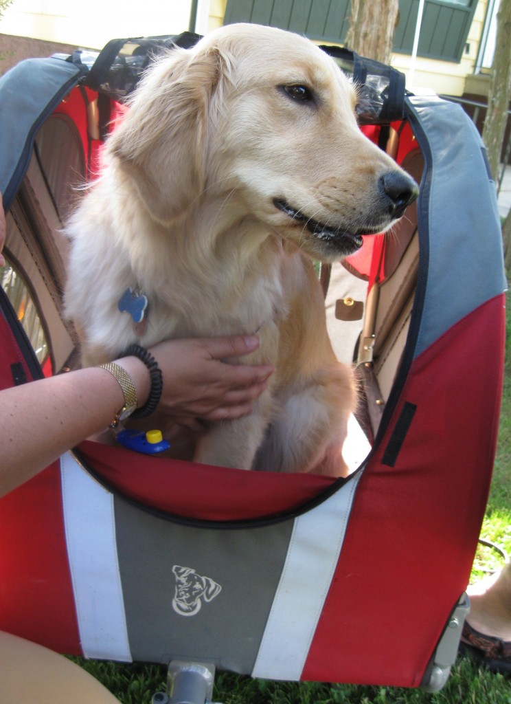 Golden Retriever in Doggy Ride bike trailer