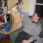 Golden Retriever and Man playing with Kong dog toy