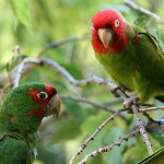 The Parrots of Telegraph Hill by Phillip Bouchard on Flickr