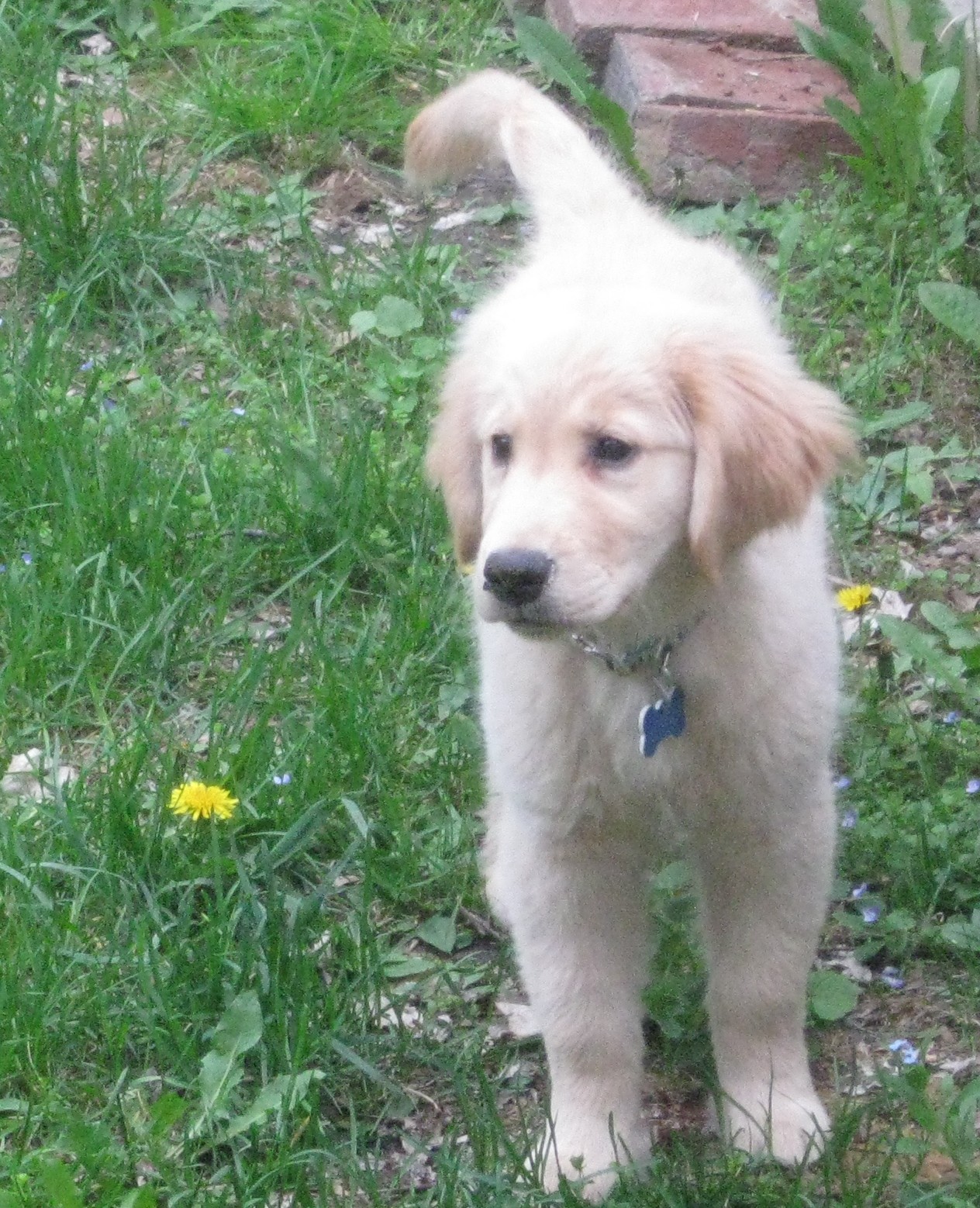 Honey the Golden Retriever puppy