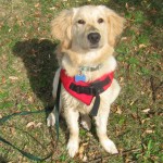 Golden Retriever in her life jacket