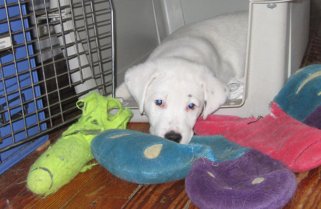Buster the foster puppy.