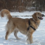 Smiling Golden Retriever in the snow.