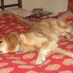 Golden Retriever on the bed.