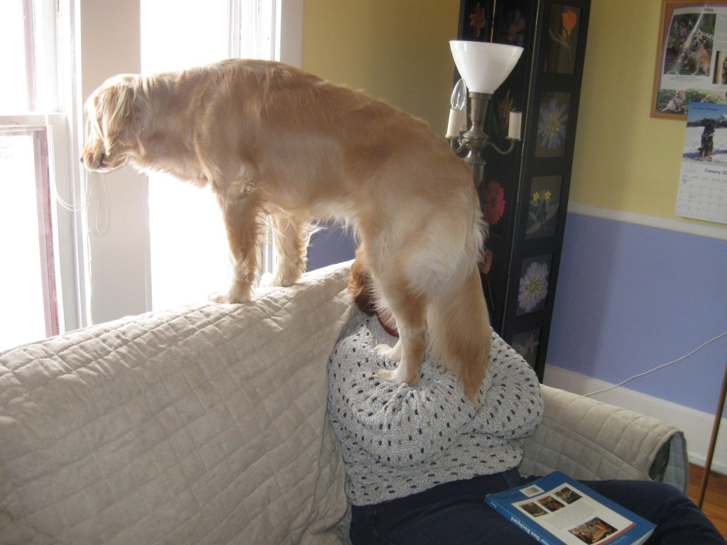 Golden Retriever standing on couch to look out the window.