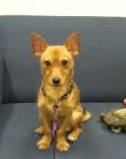 Eddie the terrier mix at the Tompkins County SPCA up for adoption.