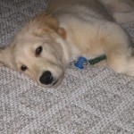 Golden Retriever puppy