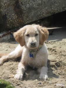 Golden Retriever puppy on the beach at Cape May New Jersey