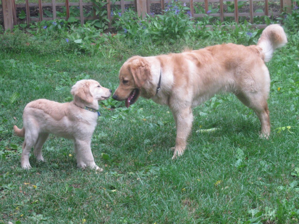 Golden Retriever puppy meets adult Golden Retriever
