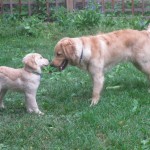 Golden Retriever puppy meets adult Golden Retriever