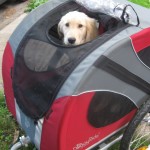 Golden Retriever Puppy in Doggy Ride bicycle cart