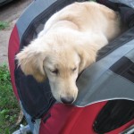 Golden Retriever in Bicycle Cart