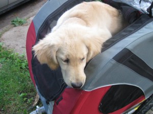 Golden Retriever in Bicycle Cart