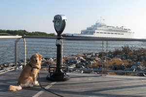 Golden Retriever at the Cape May Ferry Terminal
