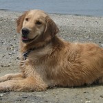 Golden Retriever on a Cape May Beach