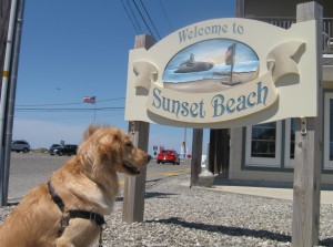 Golden Retriever at Sunset Beach