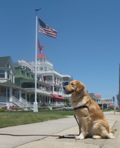 Golden Retriever on Beach Avenue in Cape May, NJ