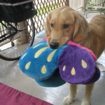 Golden Retriever Honey with a stuffed butterfly