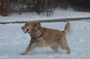 Golden Retriever running with a ball in the snow